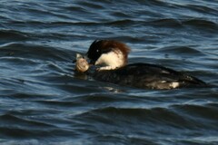 Acanthogobius flavimanus