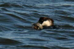 Acanthogobius flavimanus