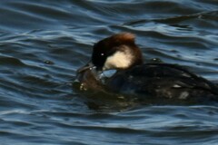 Acanthogobius flavimanus