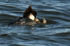 Acanthogobius flavimanus