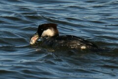Acanthogobius flavimanus