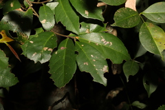 Elaeocarpus obovatus