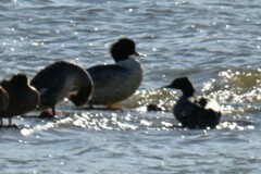 Mergus merganser