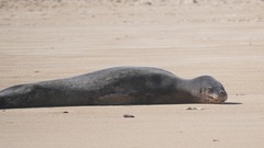 Hydrurga leptonyx