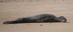 Hydrurga leptonyx