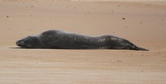 Hydrurga leptonyx