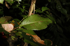 Elaeocarpus obovatus