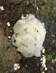 Ductifera pululahuana