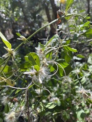Baccharis glomeruliflora