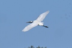 Ardea alba