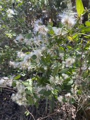 Baccharis glomeruliflora