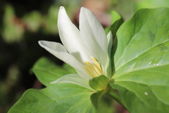 Trillium