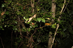 Elaeocarpus obovatus