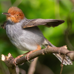 Orthotomus ruficeps