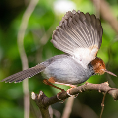 Orthotomus ruficeps