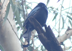 Dicrurus hottentottus