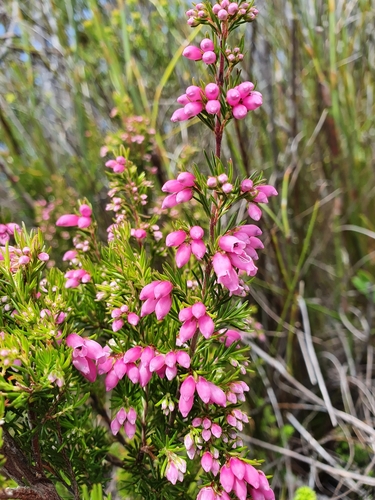 Image of Erica tenella by (c) Corli du Toit Smith, some rights reserved (CC BY)