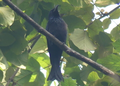 Dicrurus hottentottus