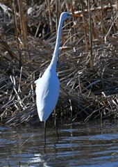 Ardea alba
