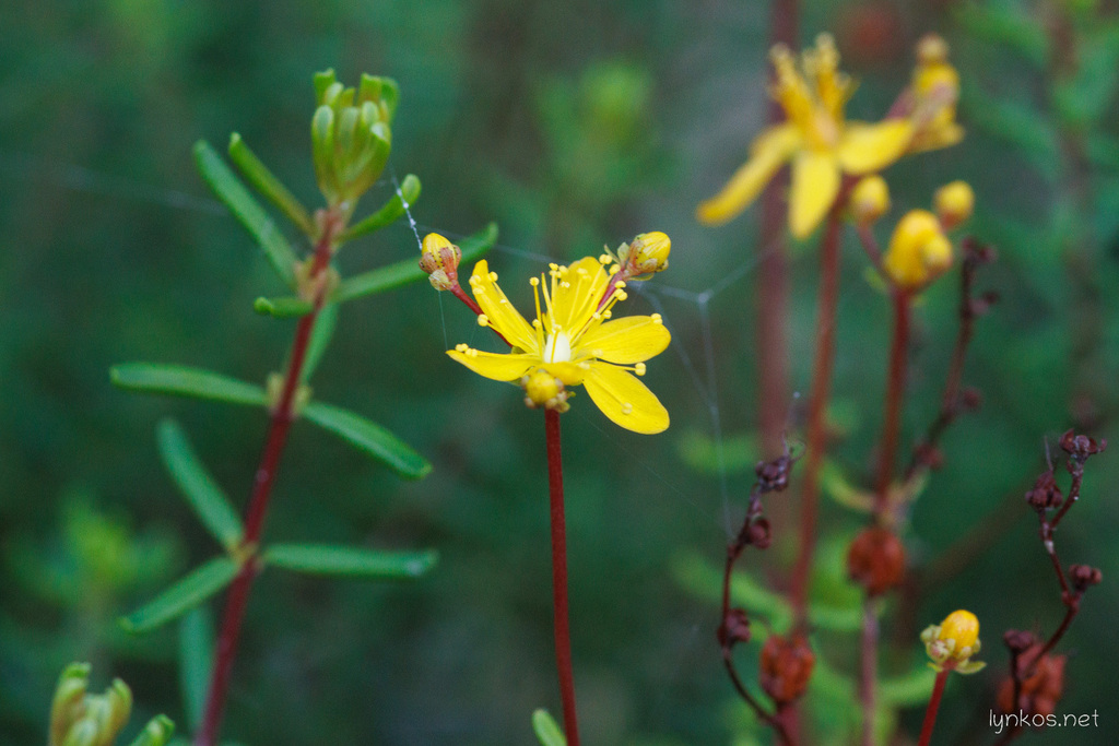 Crowberry-leaved St. John's Wort