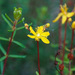 Crowberry-leaved St. John's Wort - Photo (c) Sarah Gregg, some rights reserved (CC BY-NC-SA), uploaded by Sarah Gregg