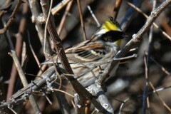 Emberiza elegans
