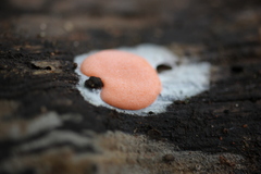 Dictydiaethalium plumbeum