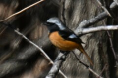 Phoenicurus auroreus