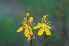 Hypericum empetrifolium