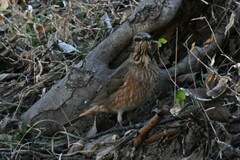 Turdus naumanni
