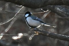 Parus minor