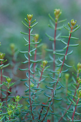 Hypericum empetrifolium