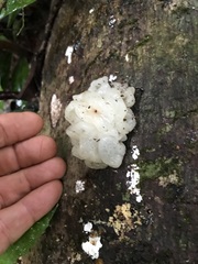 Ductifera pululahuana