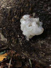 Ductifera pululahuana