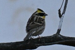 Emberiza elegans