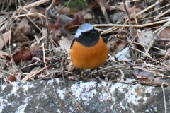 Phoenicurus auroreus