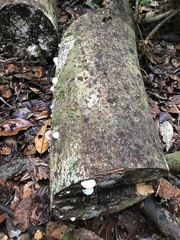 Ductifera pululahuana