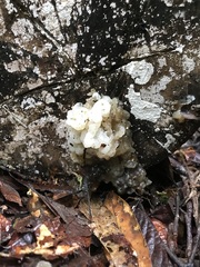 Ductifera pululahuana