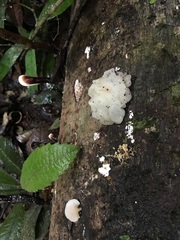 Ductifera pululahuana