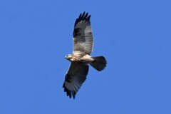 Buteo japonicus