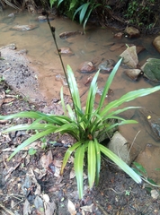 Chlorophytum comosum