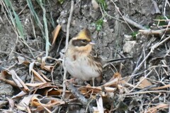 Emberiza elegans