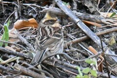 Emberiza elegans