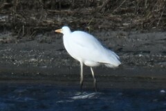 Ardea alba