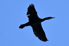 Phalacrocorax carbo