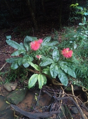 Scadoxus multiflorus katharinae
