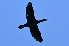 Phalacrocorax carbo