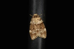 Scaphidriotis xylogramma