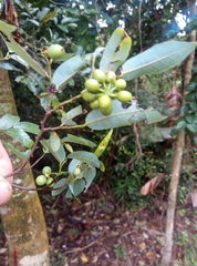 Monanthotaxis caffra