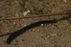 Haemopis